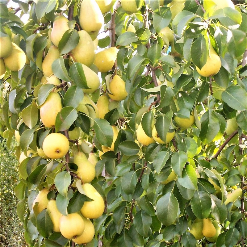 Груша ЧИЖОВСКАЯ (летняя)