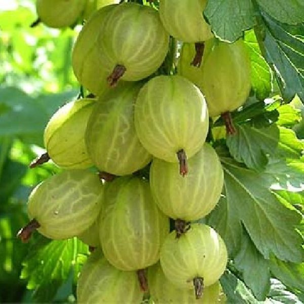 Крыжовник ИНВИКТА (ранний)