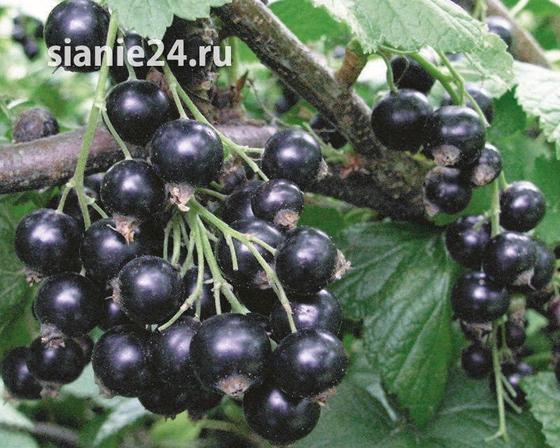 Смородина СЕЛЕЧЕНСКАЯ 2 (черная)