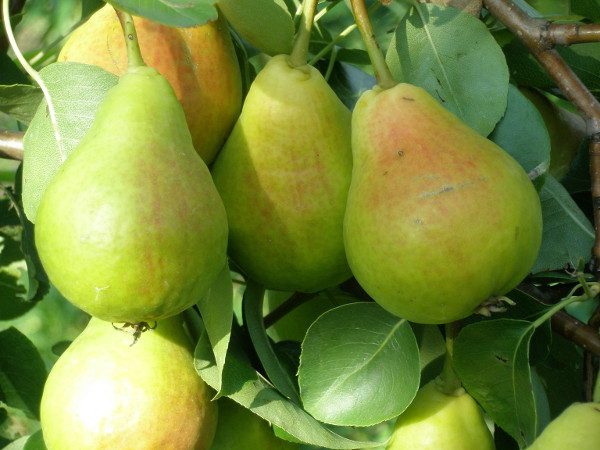 Груша ЛЕЛЬ (летняя)