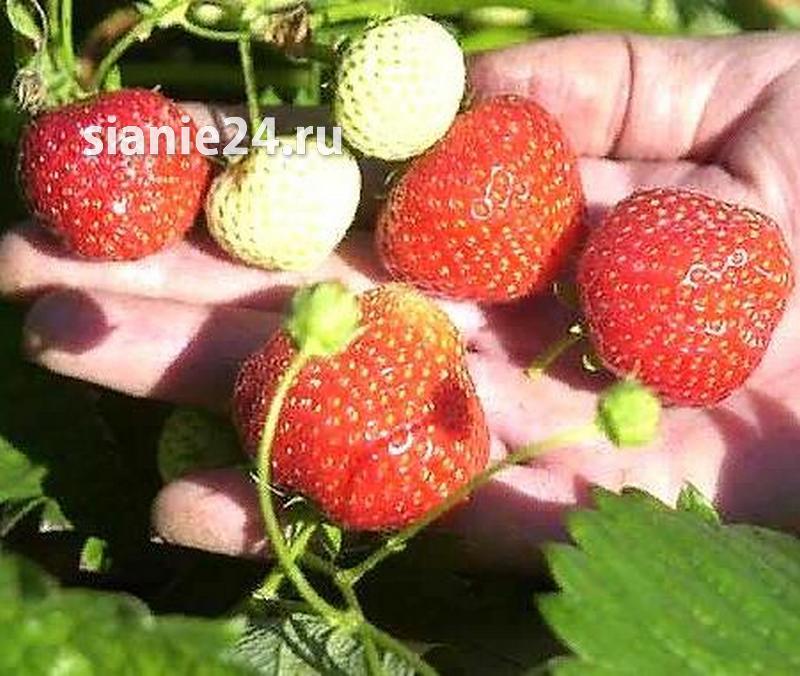 Земляника АГАТ (СЛАДКИЙ ЧАРЛИ) ранний