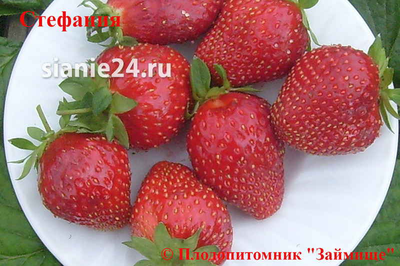 Земляника СТЕФАНИЯ (поздний)