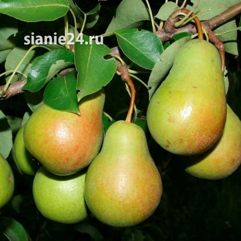 Груша ЧИЖОВСКАЯ (летняя)