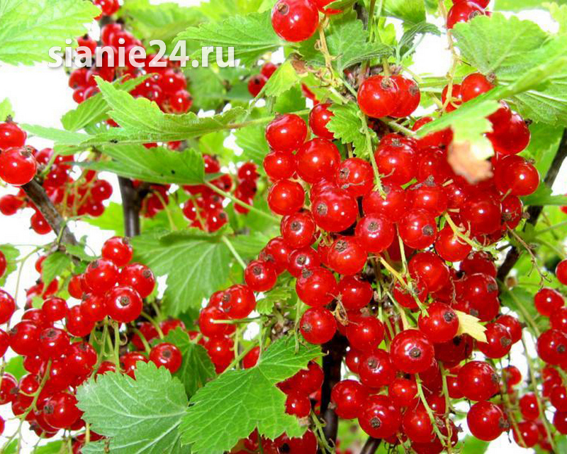 Смородина КРАСНЫЙ КРЕСТ (красная)