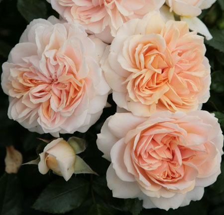 GARDEN OF ROSES (Гарден оф Розес) флорибунда