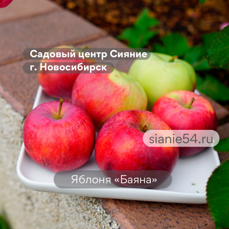 Яблоня БАЯНА (осенняя, крупноплодная)