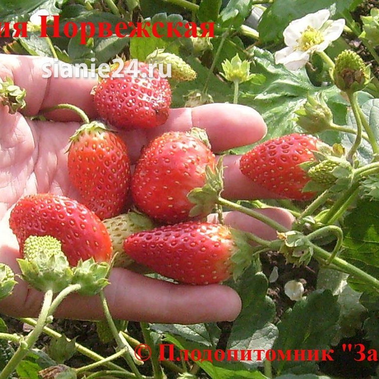 Земляника ЛИДИЯ НОРВЕЖСКАЯ (нейтральнодневной)