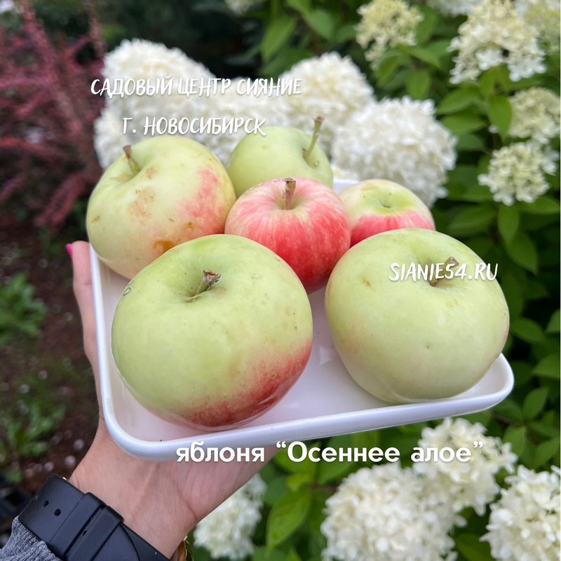 Яблоня ОСЕННЕЕ АЛОЕ (осенняя, колонно-компакт)