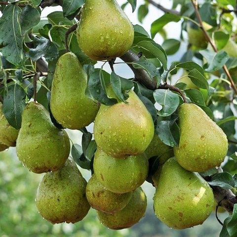 Груша ПРОСТО МАРИЯ (осенняя)