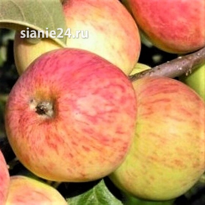 Яблоня ТОЛУНАЙ (летняя, крупноплодная)
