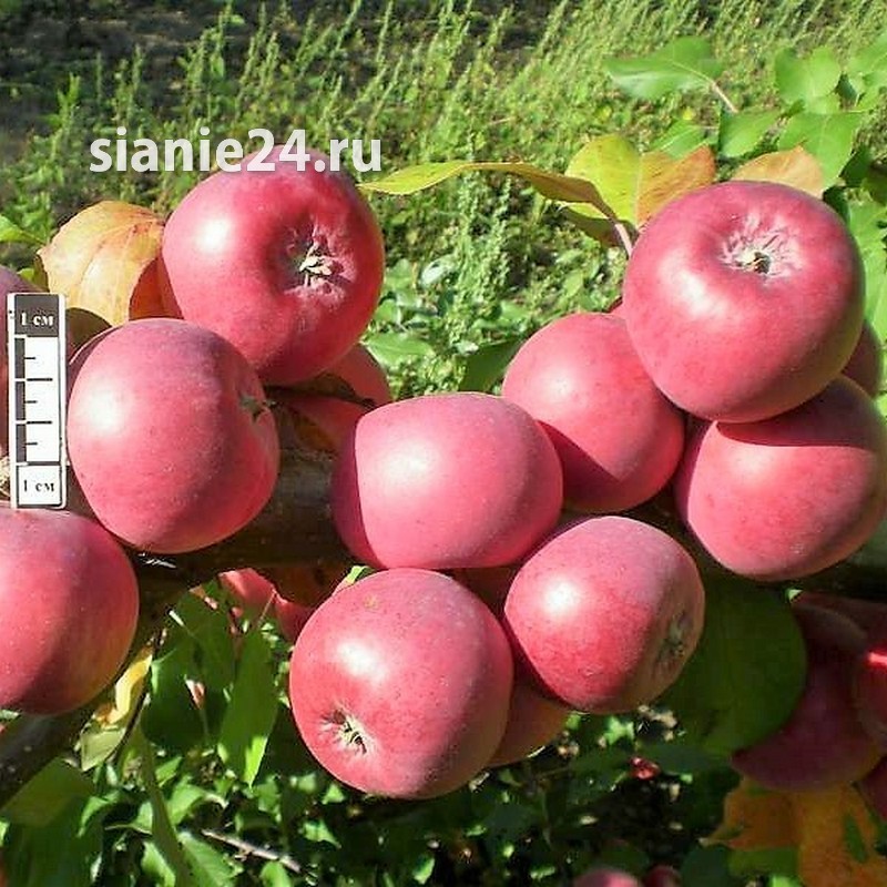 Яблоня БАЯНА (осенняя, крупноплодная)