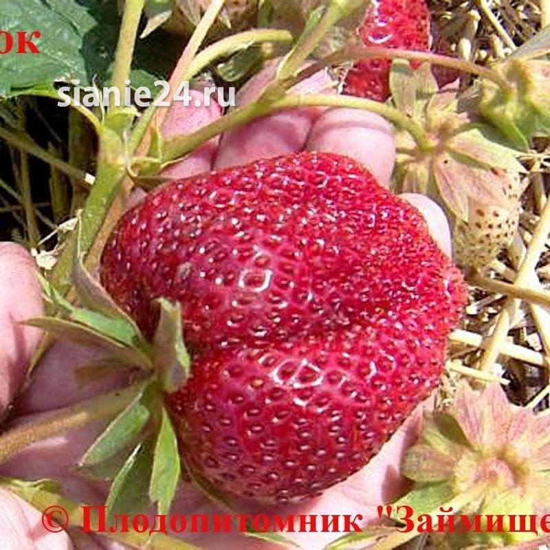 Земляника СЛОНЕНОК (среднеранний)