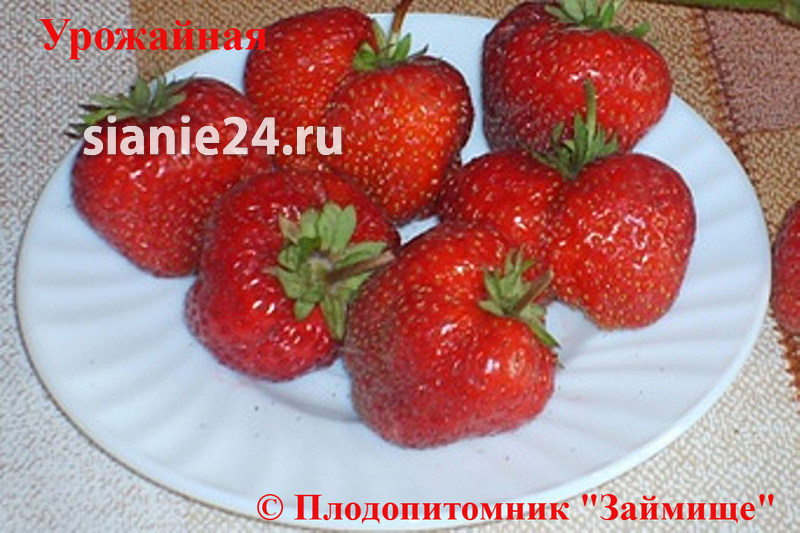 Земляника УРОЖАЙНАЯ (средний)