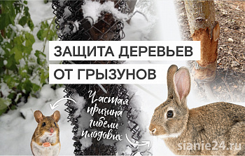 ЧАСТАЯ ПРИЧИНА ГИБЕЛИ ЯБЛОНЬ И ДРУГИХ ДЕРЕВЬЕВ