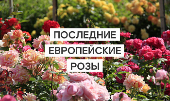 Европейских роз в 2023 году не будет