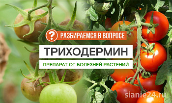 Почему цены на ТРИХОДЕРМИН настолько разные?