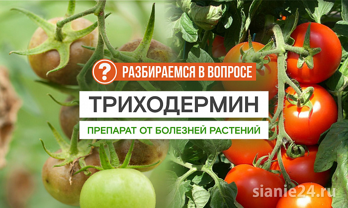 Почему цены на ТРИХОДЕРМИН настолько разные?