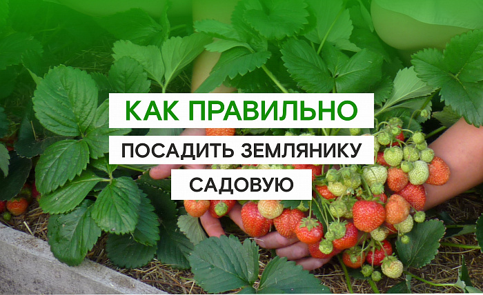 САЖАЕМ КЛУБНИКУ (землянику садовую) ПРАВИЛЬНО!