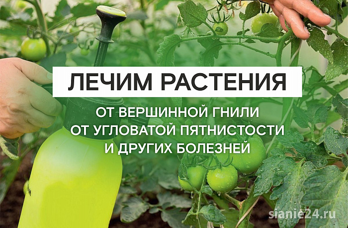 ЛЕЧИМ РАСТЕНИЯ от вершинной гнили и угловатой пятнистости