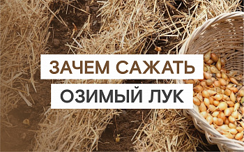САДИМ ЛУК В СЕНТЯБРЕ!