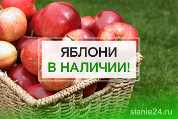 ЯБЛОНИ В НАЛИЧИИ!
