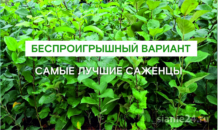 Беспроигрышный вариант