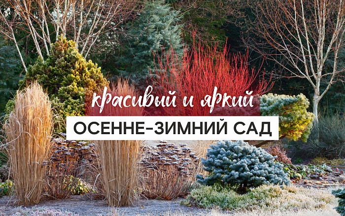 КАК ДОБАВИТЬ ЯРКОСТИ ОСЕННЕ-ЗИМНЕМУ САДУ