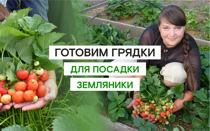ГОТОВИМ ГРЯДКИ ДЛЯ ЗЕМЛЯНИКИ В АВГУСТЕ